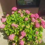 Apartamento Gonda *
