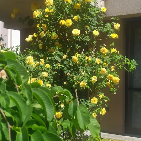 Gonda Appartement
